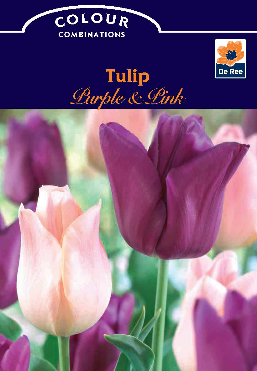 Close-up of blooming purple and pink tulips with a dark blue label reading “Tulip 'Purple & Pink' (6 Bulbs)” and a De Ree logo—ideal for displaying your favorite tulip bulbs.