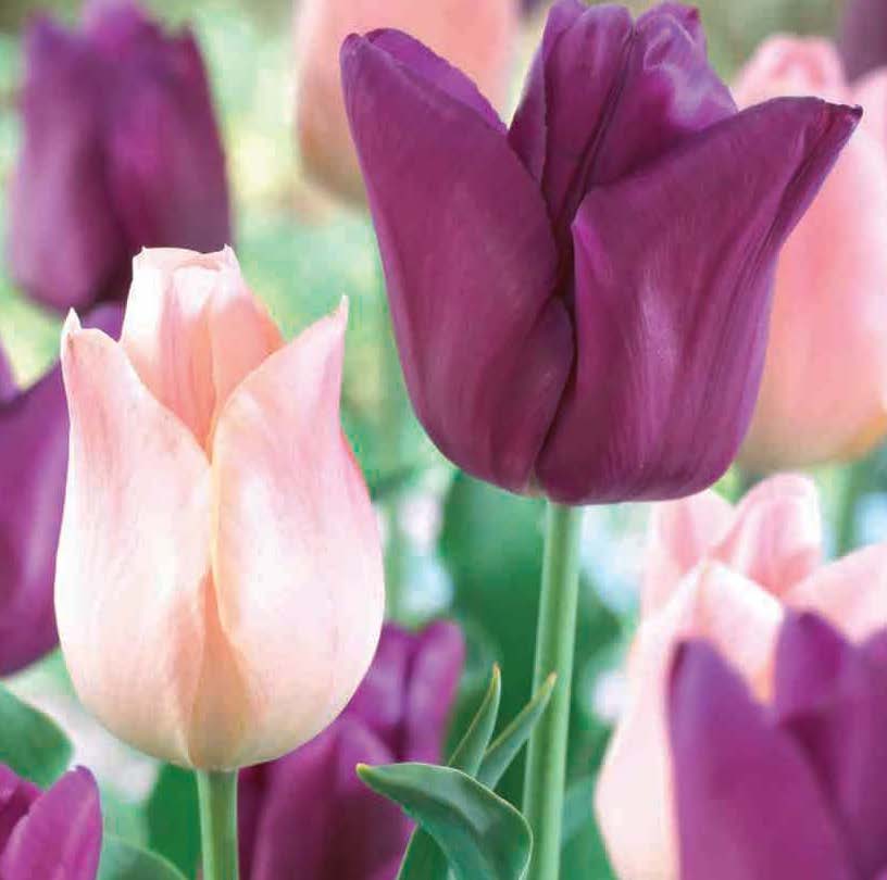Close-up of blooming purple and pink tulips with a dark blue label reading “Tulip 'Purple & Pink' (6 Bulbs)” and a De Ree logo—ideal for displaying your favorite tulip bulbs.