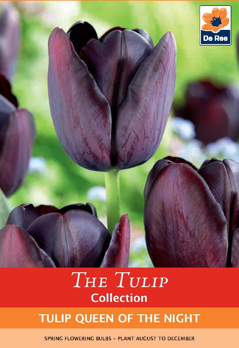 Tulip &#39;Queen of the Night&#39; (5 Bulbs)