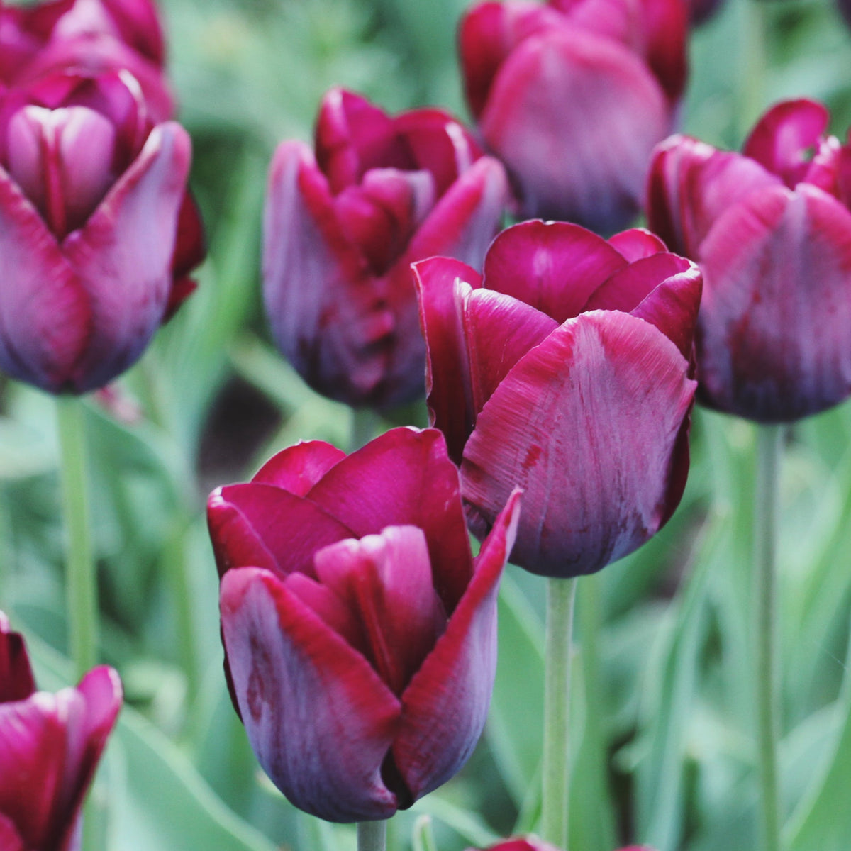 Tulip &#39;Ronaldo&#39; (4 Bulbs)