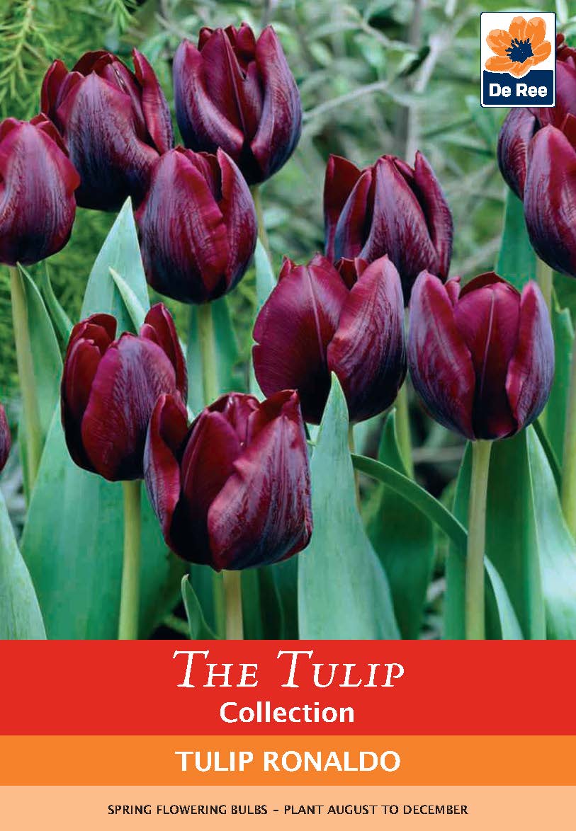 Tulip &#39;Ronaldo&#39; (4 Bulbs)