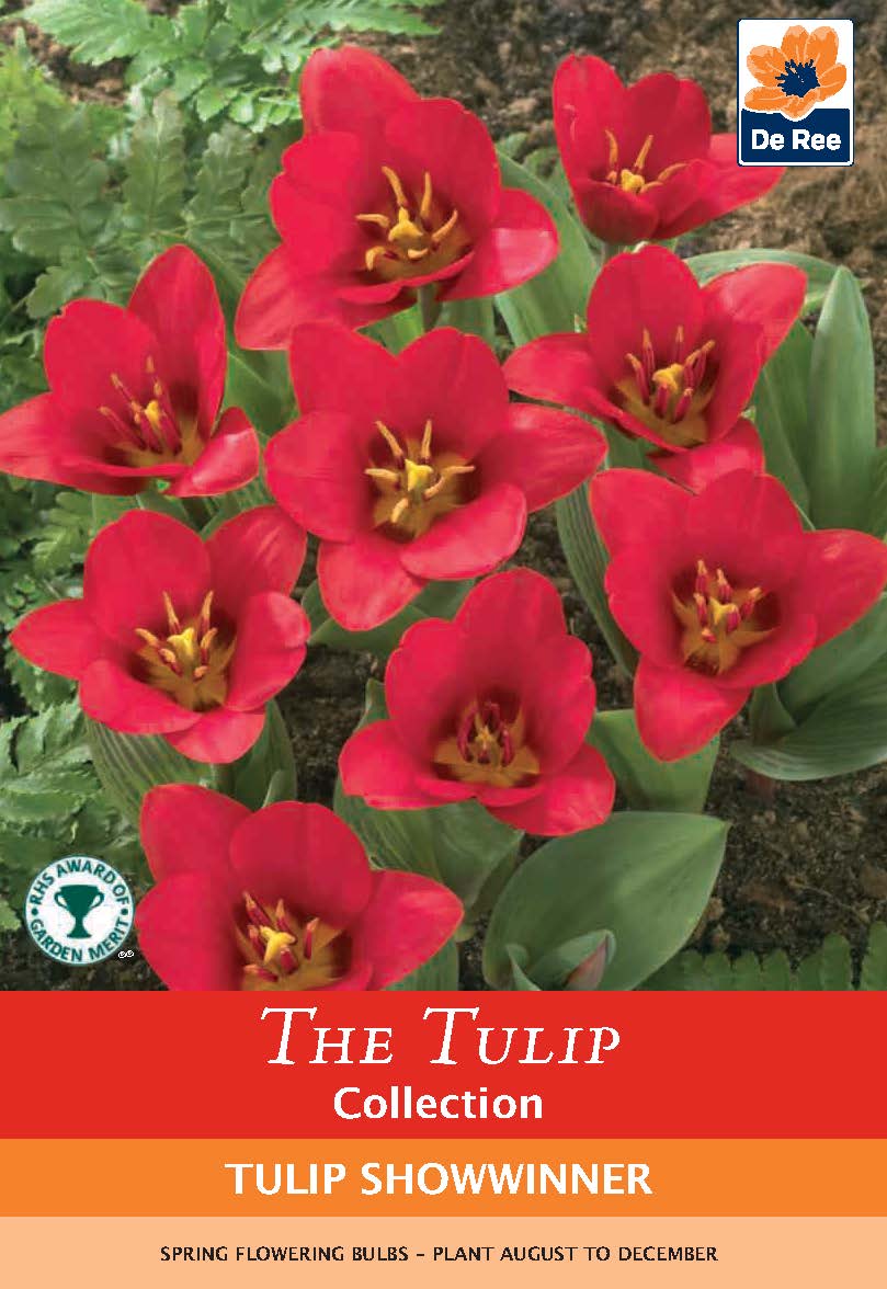 Tulip &#39;Showwinner&#39; (5 Bulbs)