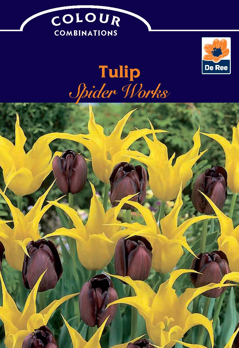 Add striking color to your spring garden with Tulip Spider Works (6 Bulbs)—yellow lily-flowering tulips with spiky petals and deep purple tulips, in blue and purple De Ree packaging.