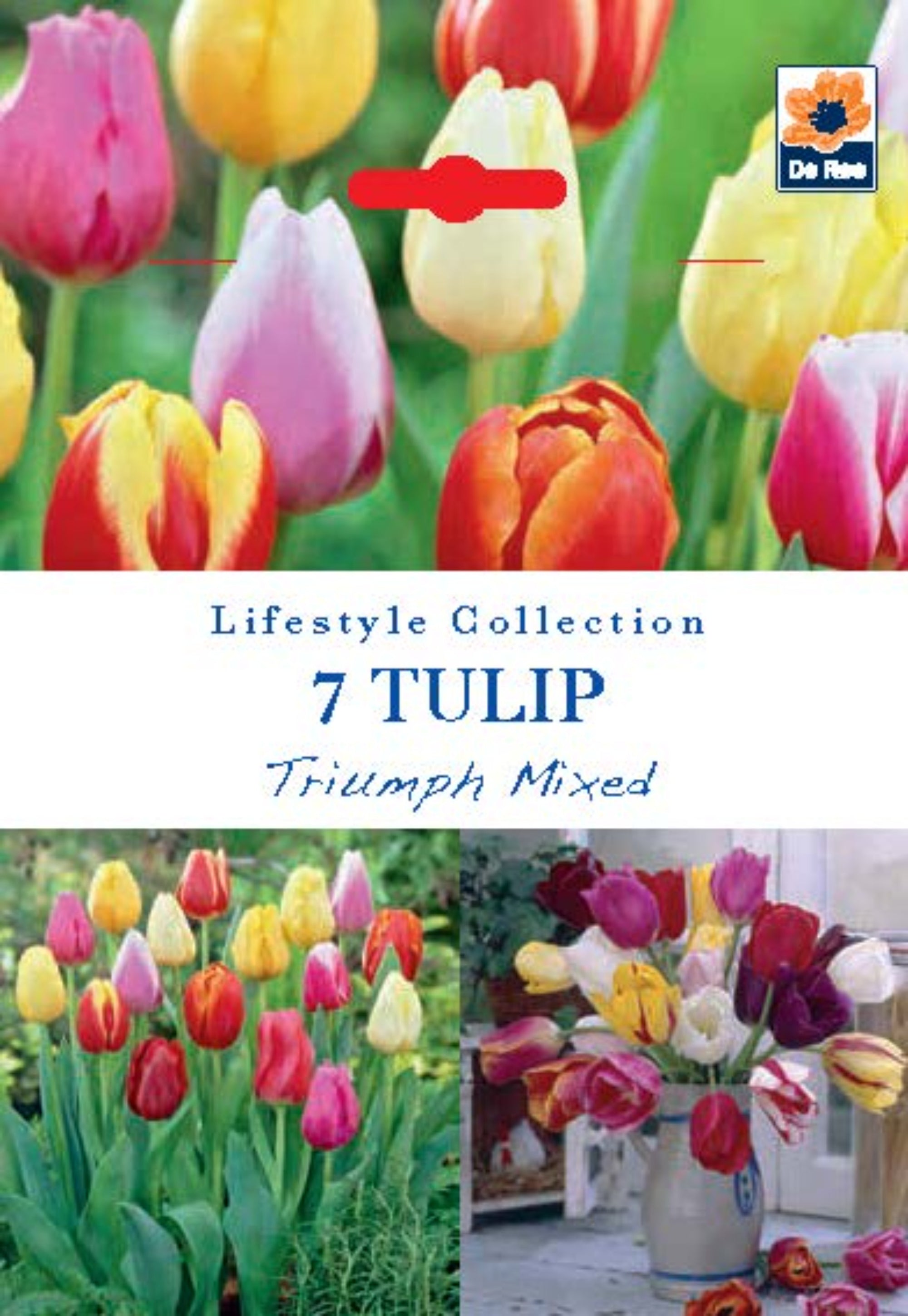 Tulip Triumph Mixed Bulbs (7 Bulbs)