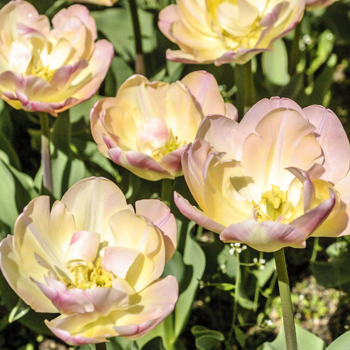 Tulip &#39;Upstar&#39; (4 Bulbs)