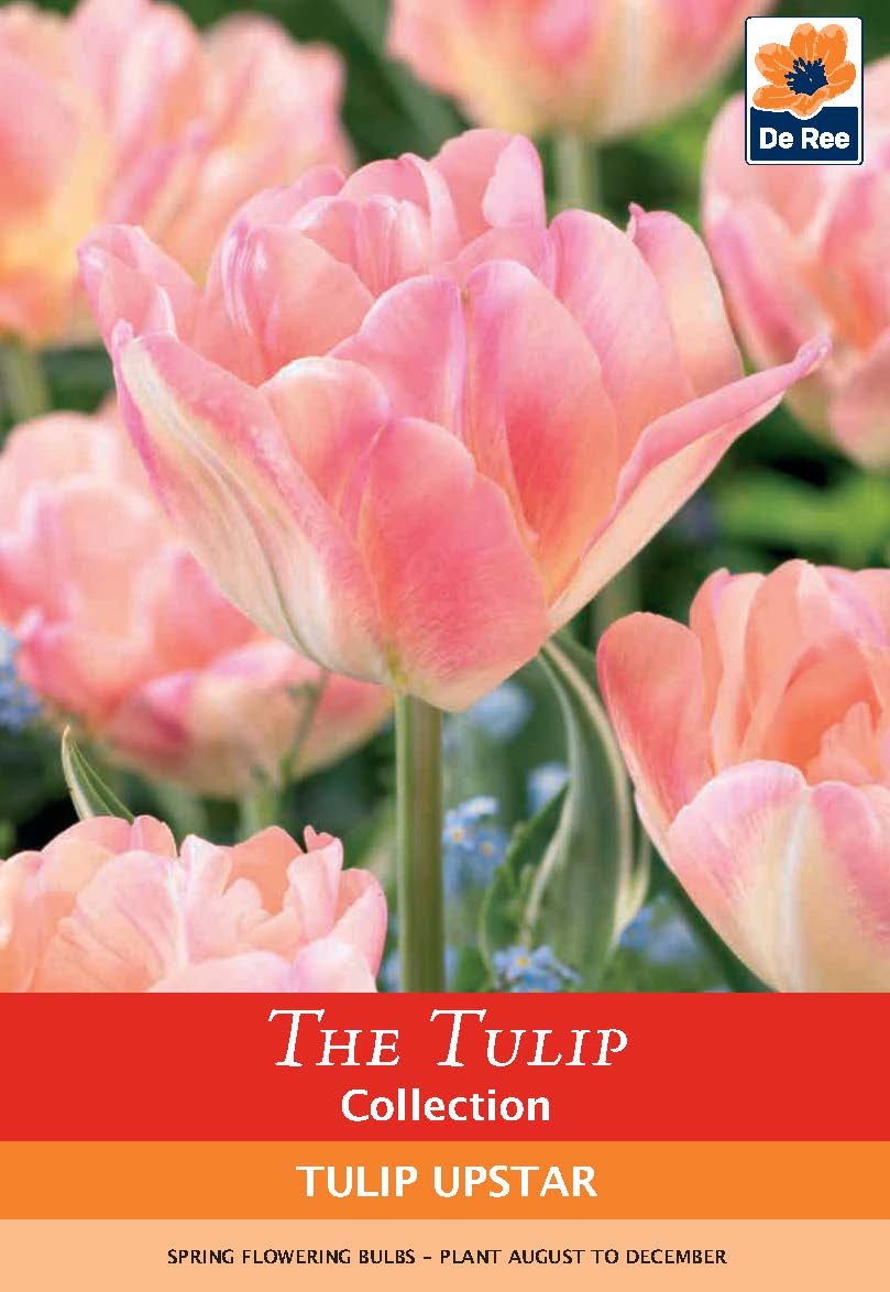 Tulip &#39;Upstar&#39; (4 Bulbs)