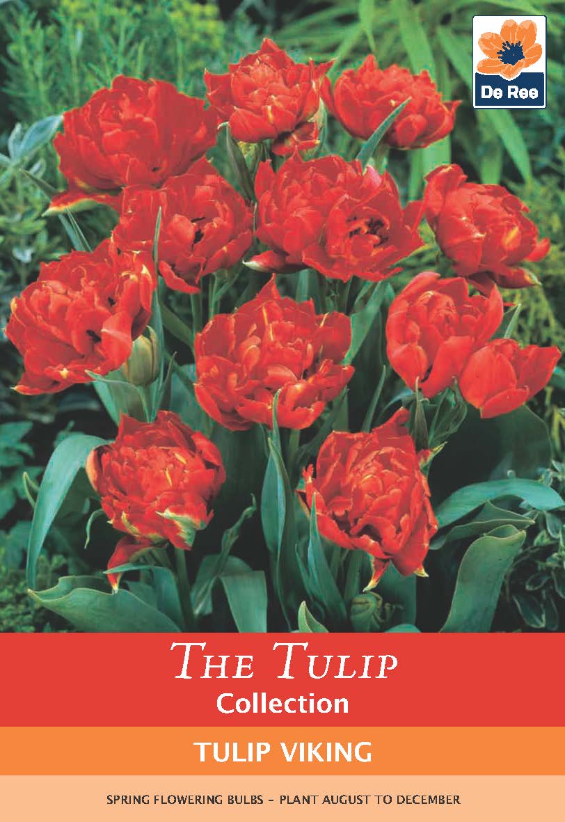 Tulip Double Early &#39;Viking&#39; (5 Bulbs)
