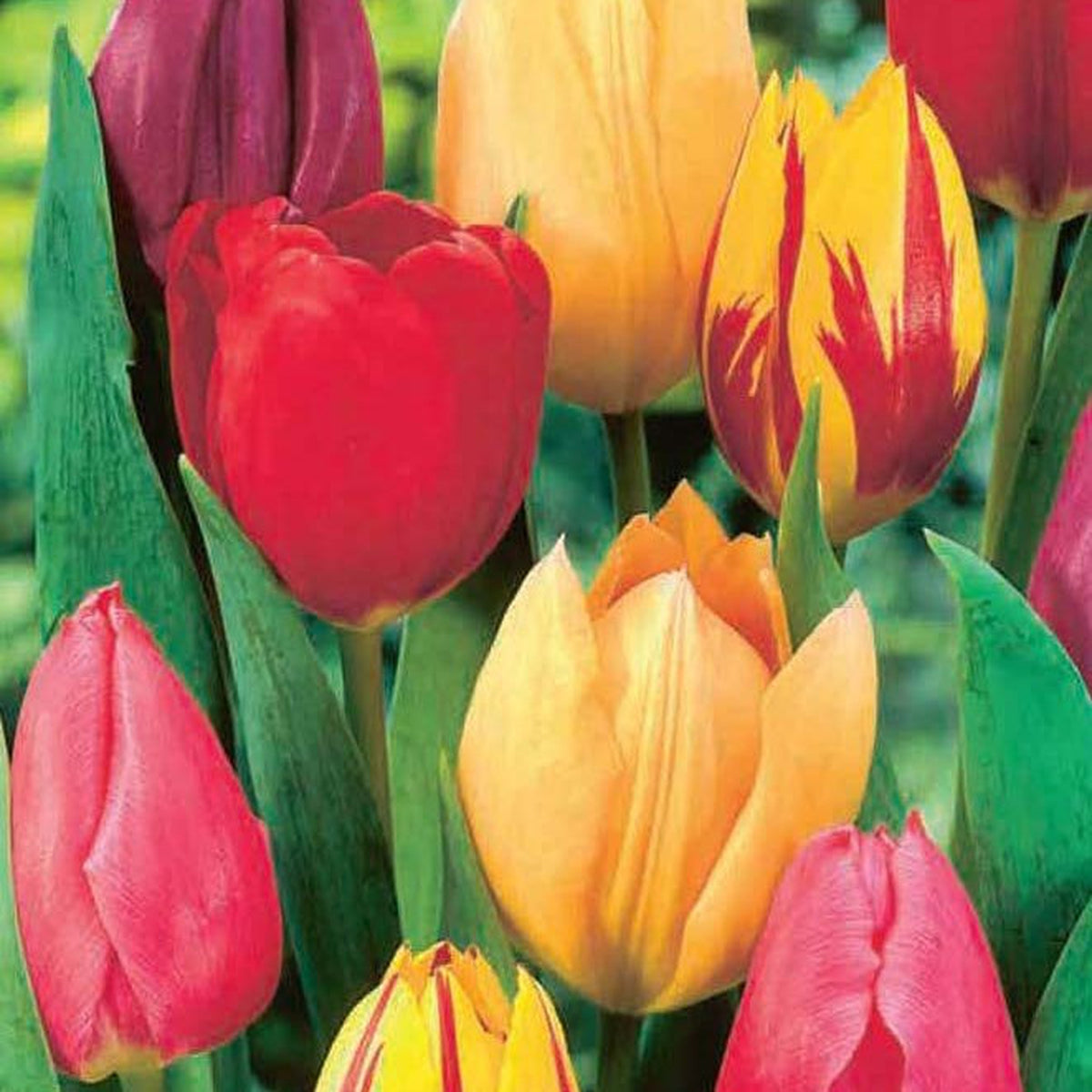 A close-up of vibrant Tulip Single Early Mixed (5 Bulbs) in full bloom—red, yellow, pink, and variegated petals with lush green leaves and a softly blurred background.
