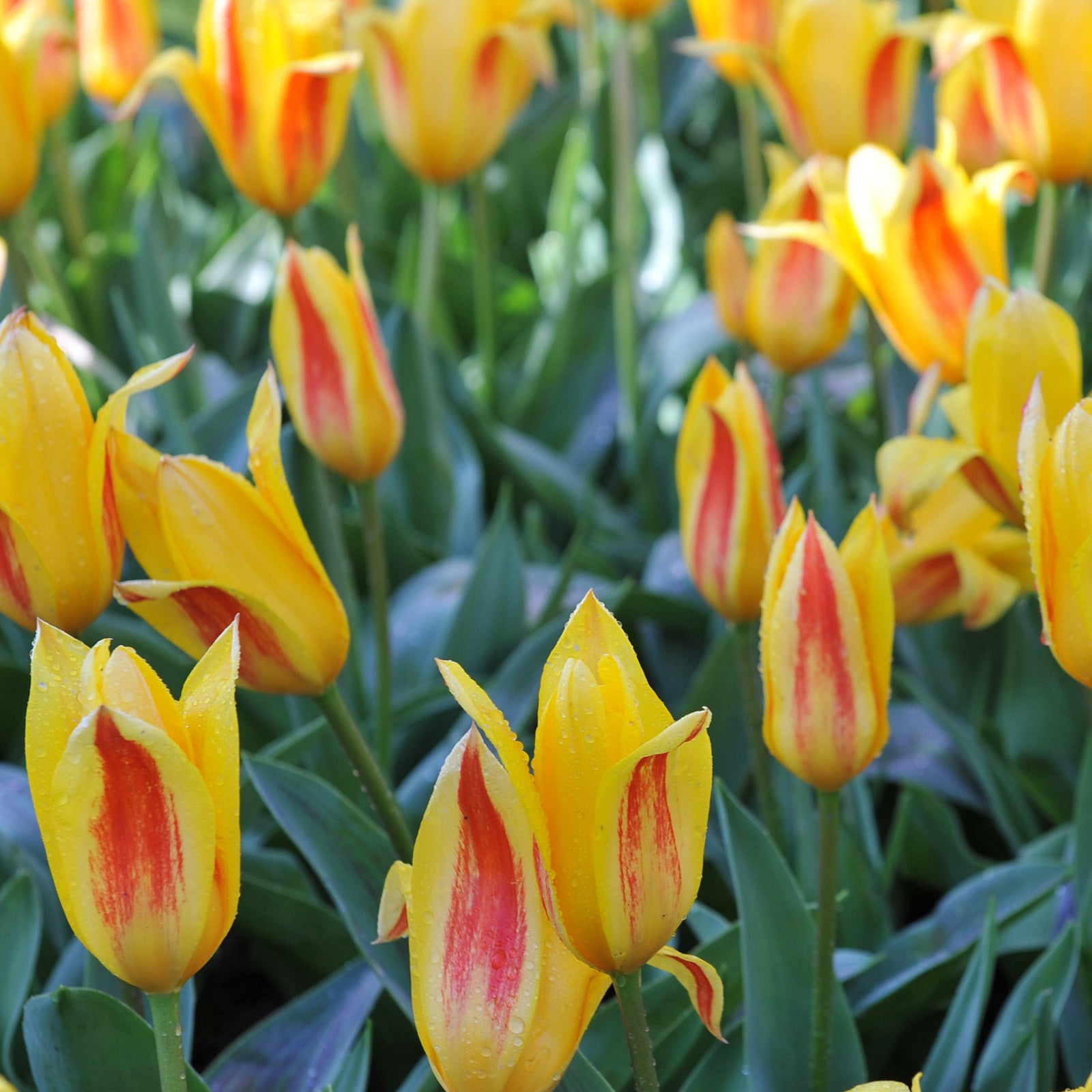 A cluster of yellow Tulip 'Giuseppe Verdi' blooms with red centers emerges among green leaves. The image is labeled Tulip 'Giuseppe Verdi' (6 Bulbs), with planting and flowering details for these popular spring bulbs below.