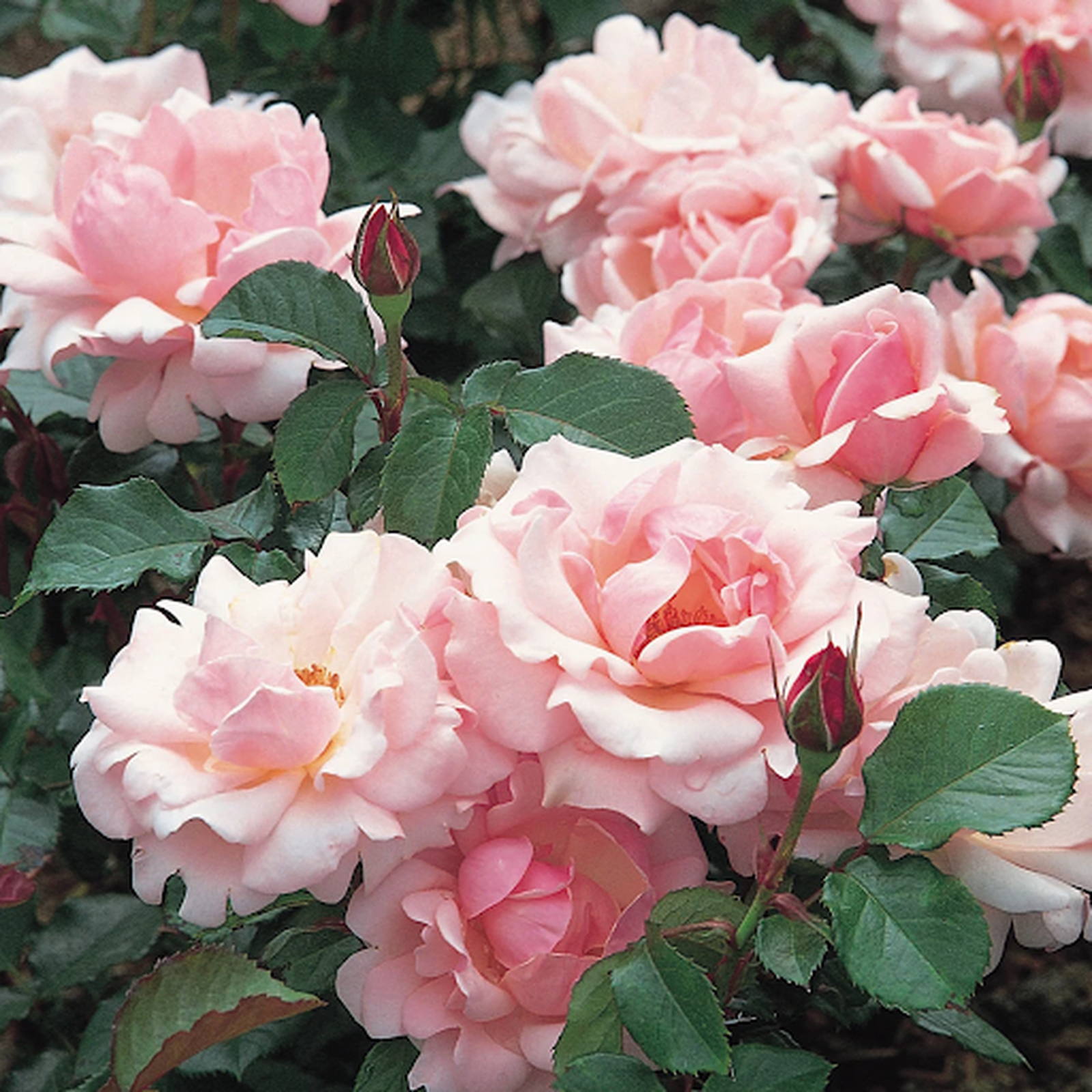 A lush cluster of pale pink blooms and green leaves, with some closed buds, flourishes outdoors—just like the enchanting Valentine Heart Floribunda Rose 4L (PRE ORDER DECEMBER '25).
