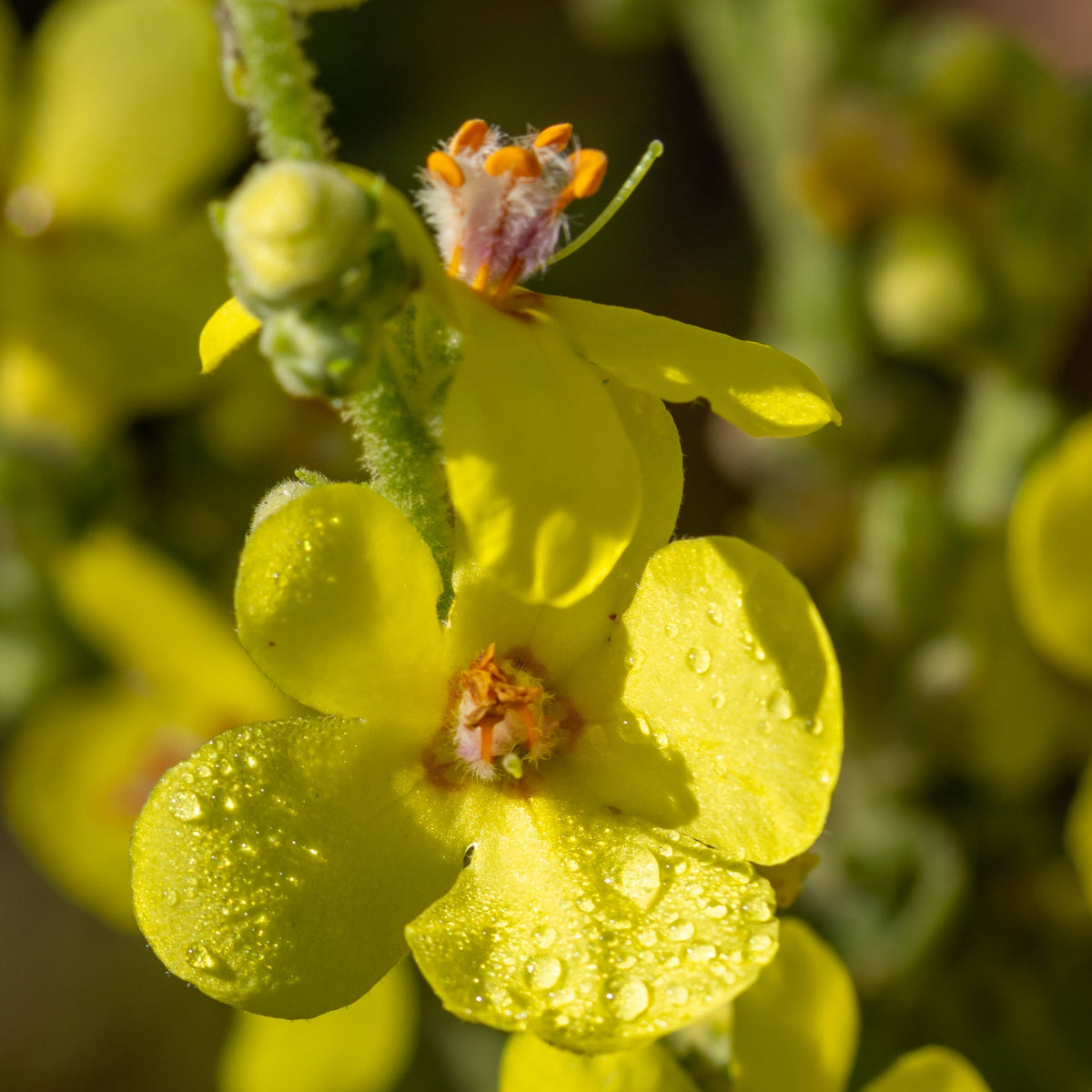 Close-up of Verbascum x hybridum &#39;Banana Custard&#39; 1L, a perennial with bright yellow petals and dew drops. Its striking orange center and an unopened bud stand out, while more yellow blooms fade into the blurred background.