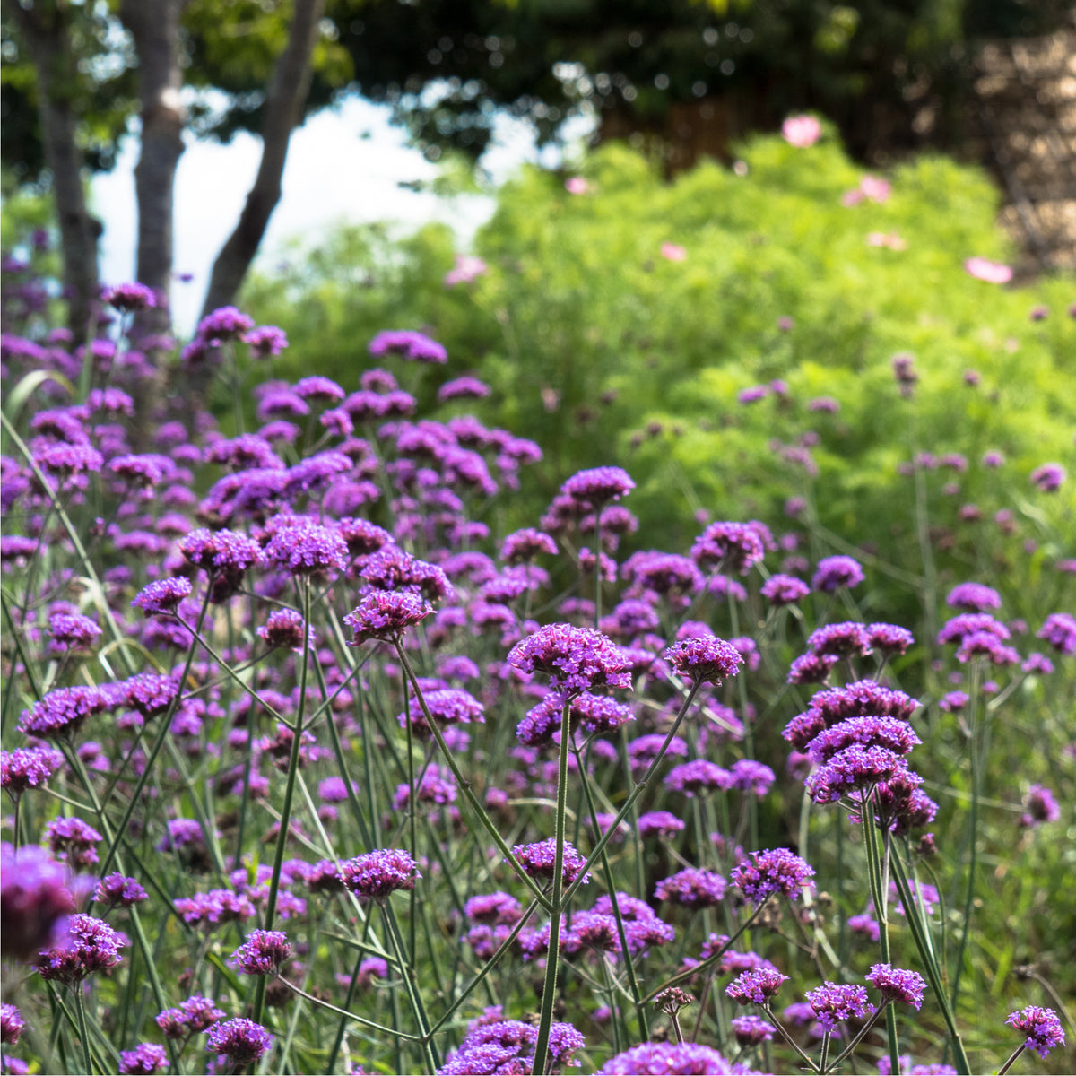 A lush garden features tall, vibrant purple Verbena bonariensis (9cm/1.5L/2L) flowers in bloom, surrounded by green foliage and trees, all bathed in natural sunlight.