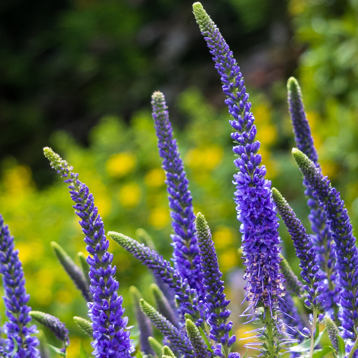 Veronica &#39;Anniversary Blue’ 9cm/2L