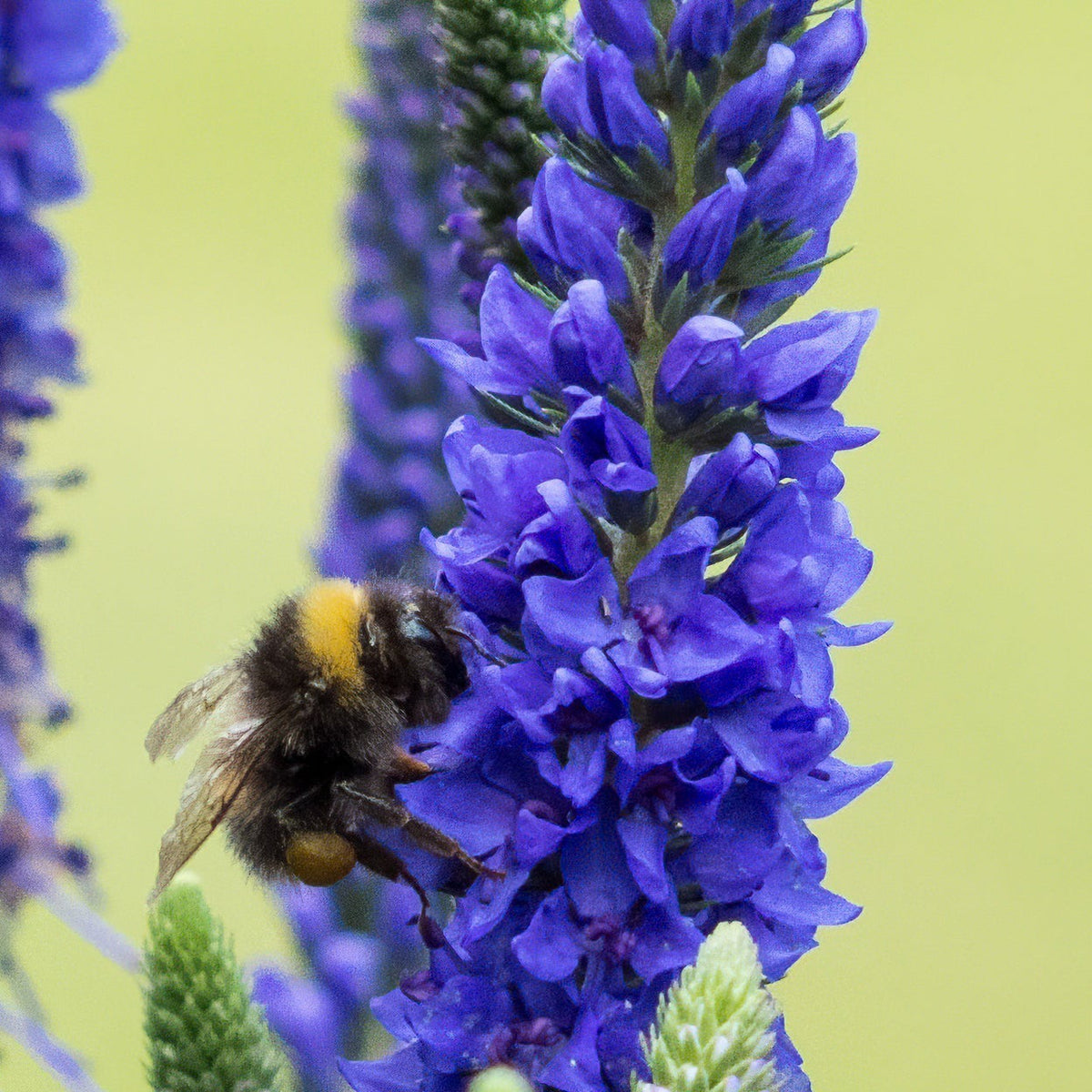Veronica &#39;Anniversary Blue’ 9cm/2L