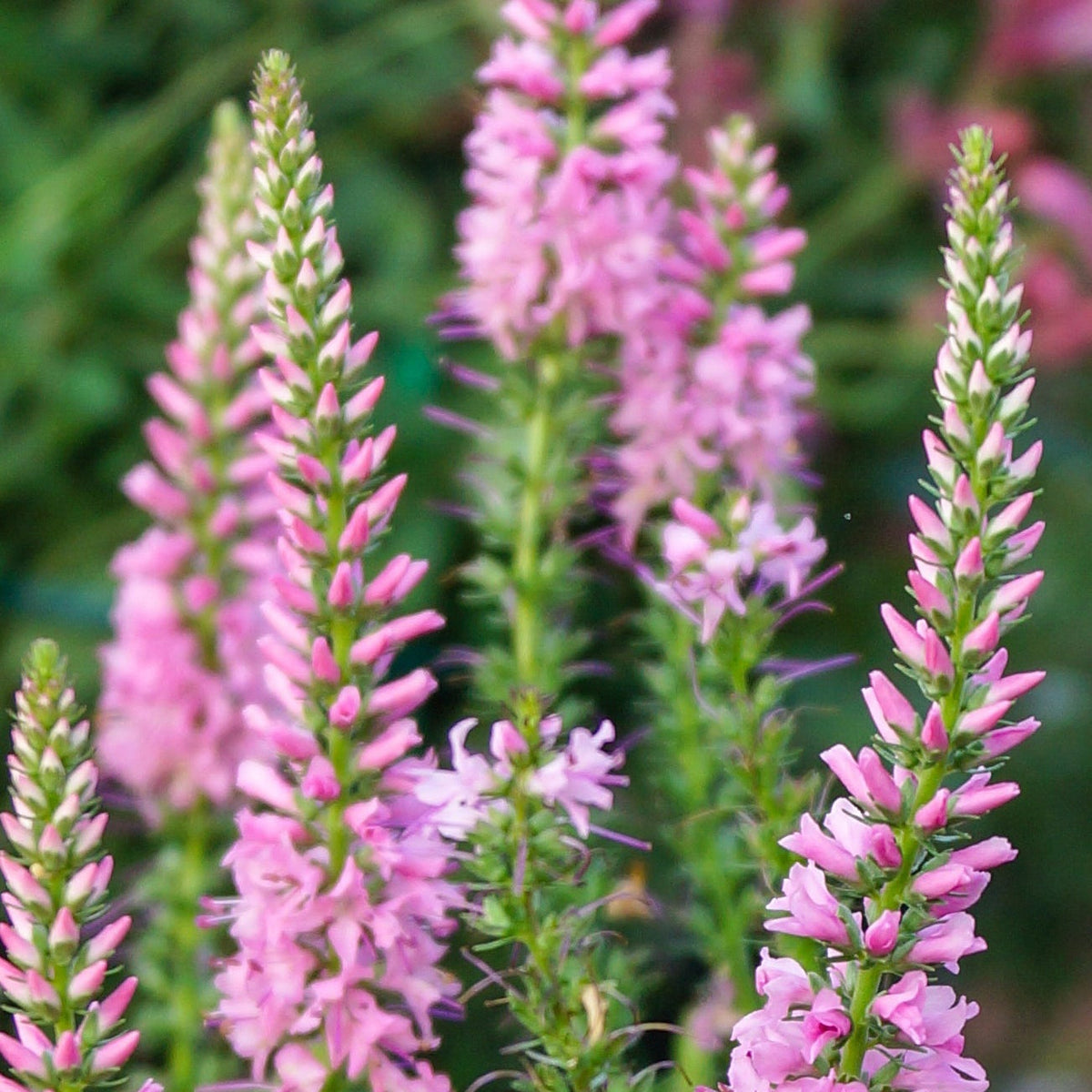 Tall spikes of pink Veronica ‘Anniversary Pink’ flowers rise upright among lush green foliage, adding vibrant color to the garden. Available in 9cm or 2L pots.