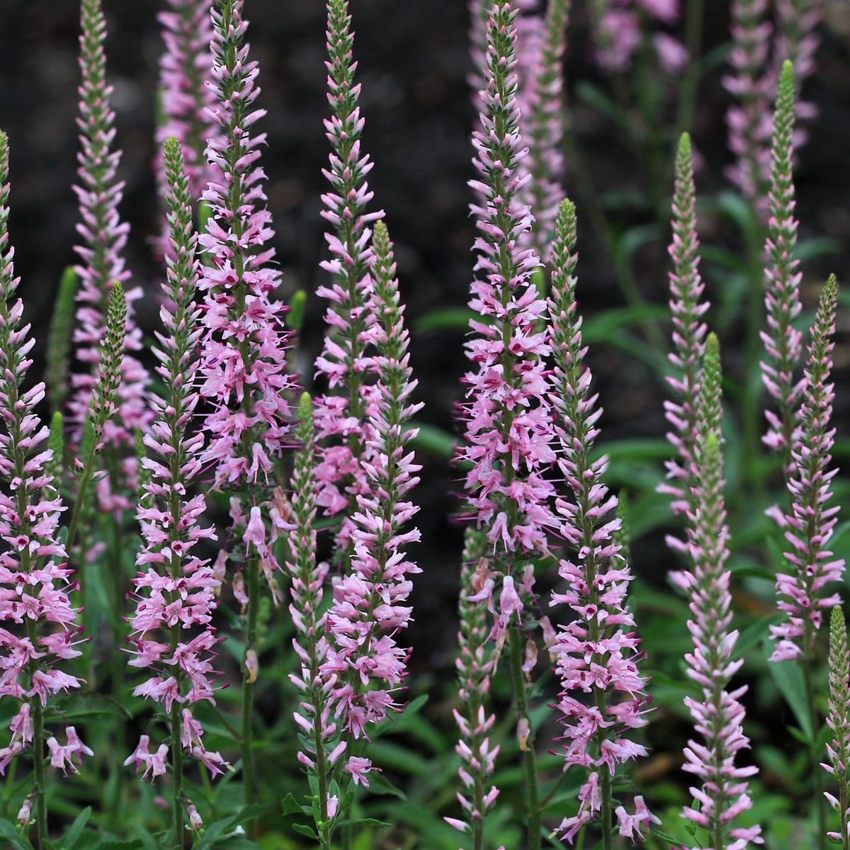 Veronica &#39;Anniversary Pink&#39; (9cm/2L) features tall, narrow spikes of light pink flowers closely clustered among green stems and leaves, creating an elegant, classic perennial display against a rich, earthy backdrop.
