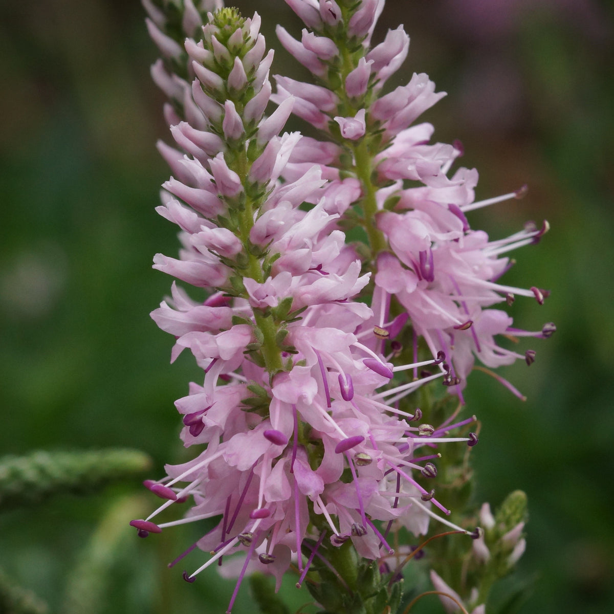 Close-up of two spiky clusters of pink Veronica ‘Anniversary Pink’ flowers, featuring thin, purple-tipped stamens, set against a blurred green background.