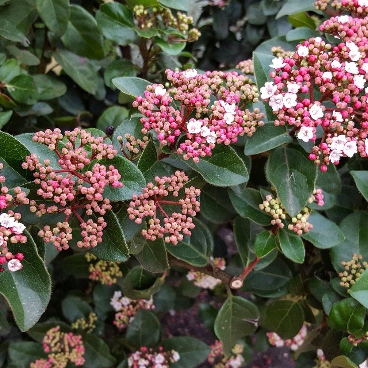 Viburnum tinus &#39;Lisa Rose&#39; (9cm / 2L) is an evergreen shrub with clusters of fragrant pink and white flowers among dark green leaves, featuring mostly pink buds and some tiny white blooms covering the dense foliage.