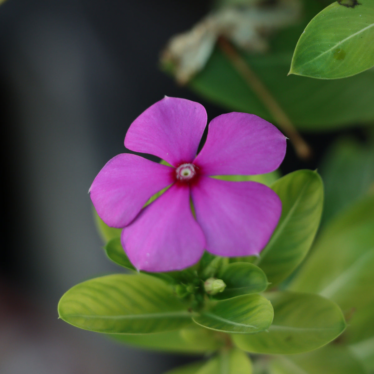 A close-up of the Vinca minor Tricolour (Periwinkle) 2L shows its pink five-petaled flower among lush green leaves, highlighting this evergreen ground cover against a softly blurred background.