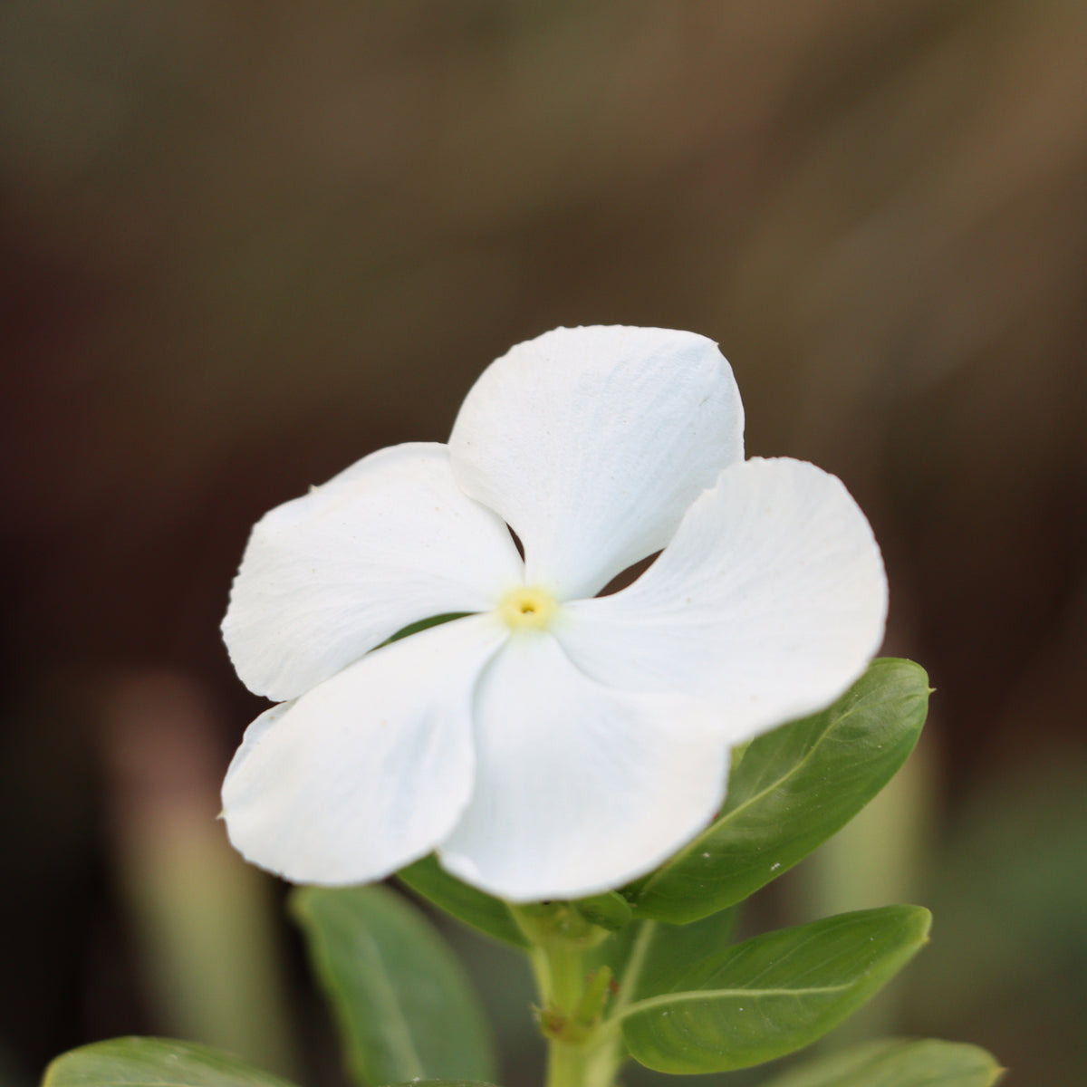 Close-up of a single white, five-petaled flower of Vinca minor Tricolour (Periwinkle, 2L), surrounded by green leaves, set against a blurred brownish background—a hardy evergreen ground cover with a long flowering season.