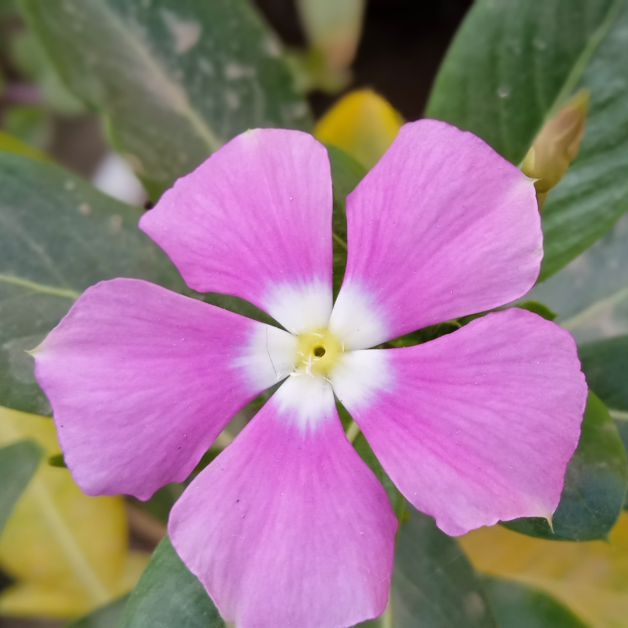 Vinca minor atropurpureum Purple (Periwinkle) 9cm / 2L