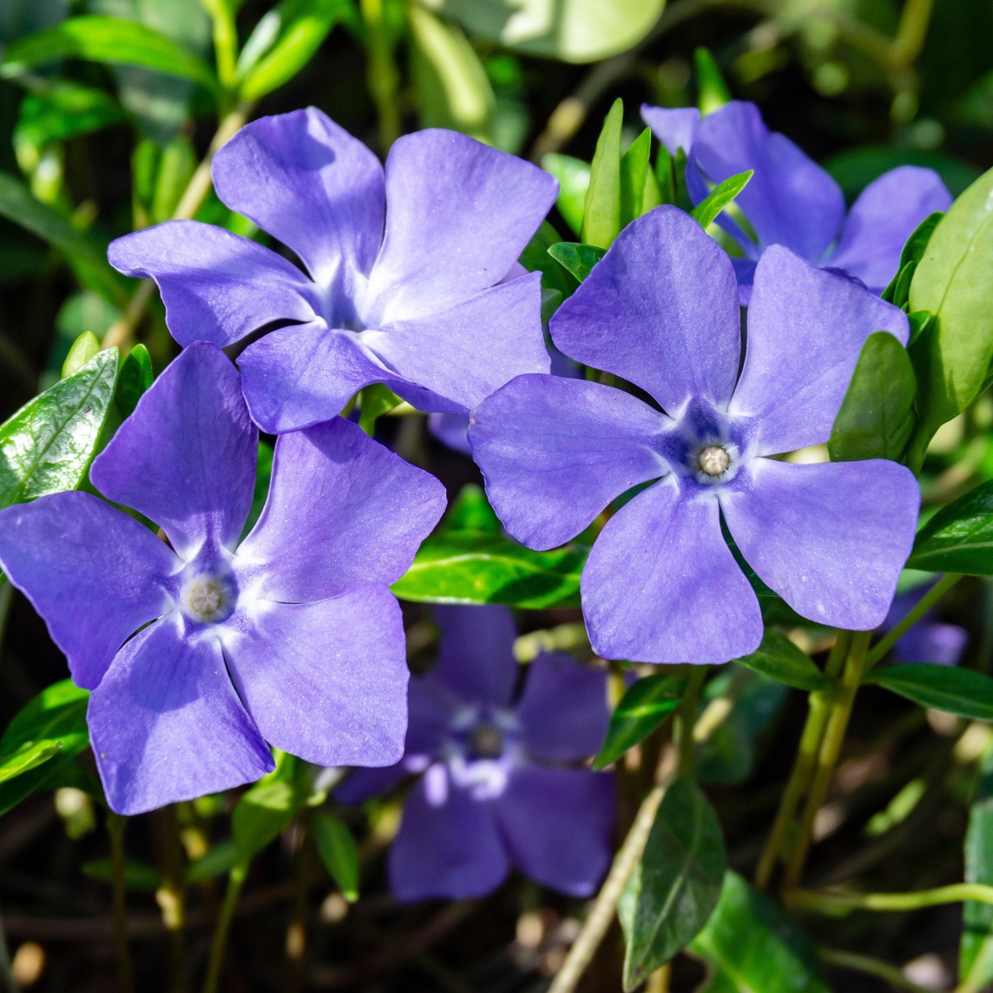 Vinca minor 'Marie'  (Periwinkle) 9cm / 2L