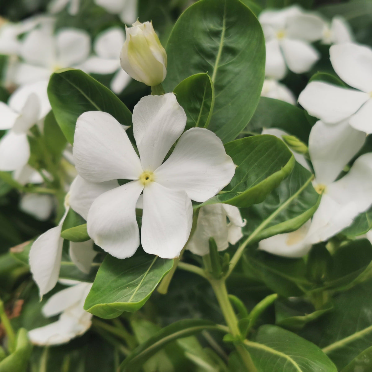 Close-up of Vinca minor &#39;Gertrude Jekyll&#39; (Periwinkle) 9cm/2L, featuring white five-petaled flowers among glossy green leaves. This evergreen ground cover shows a fresh bud above lush blooms in the background.