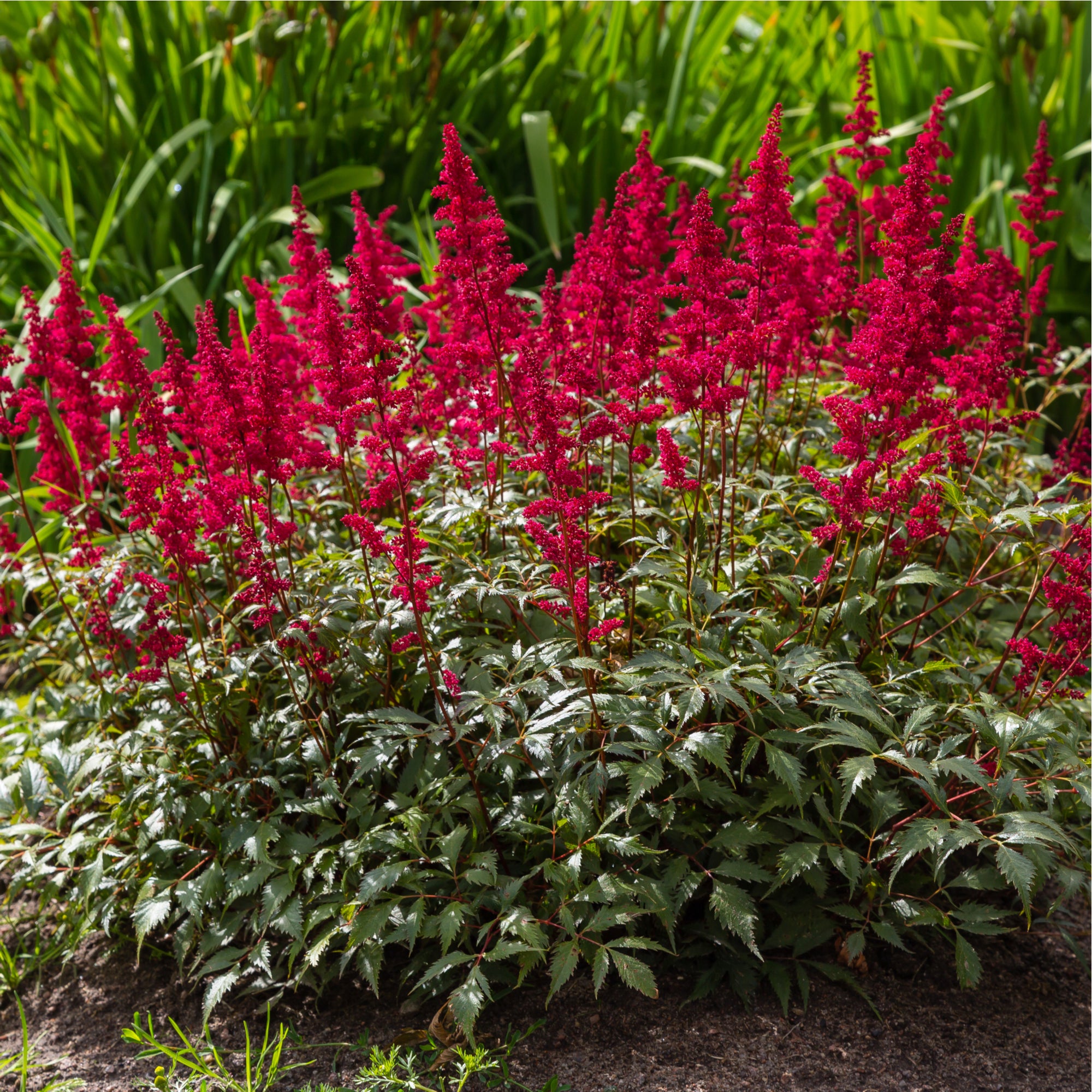 Astilbe 'Visions in Red' 1.5L