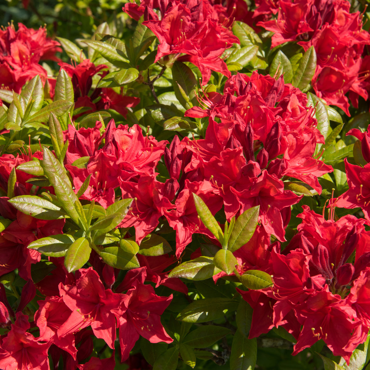 Azalea japonica &#39;Vuyk&#39;s Scarlet&#39; 2L