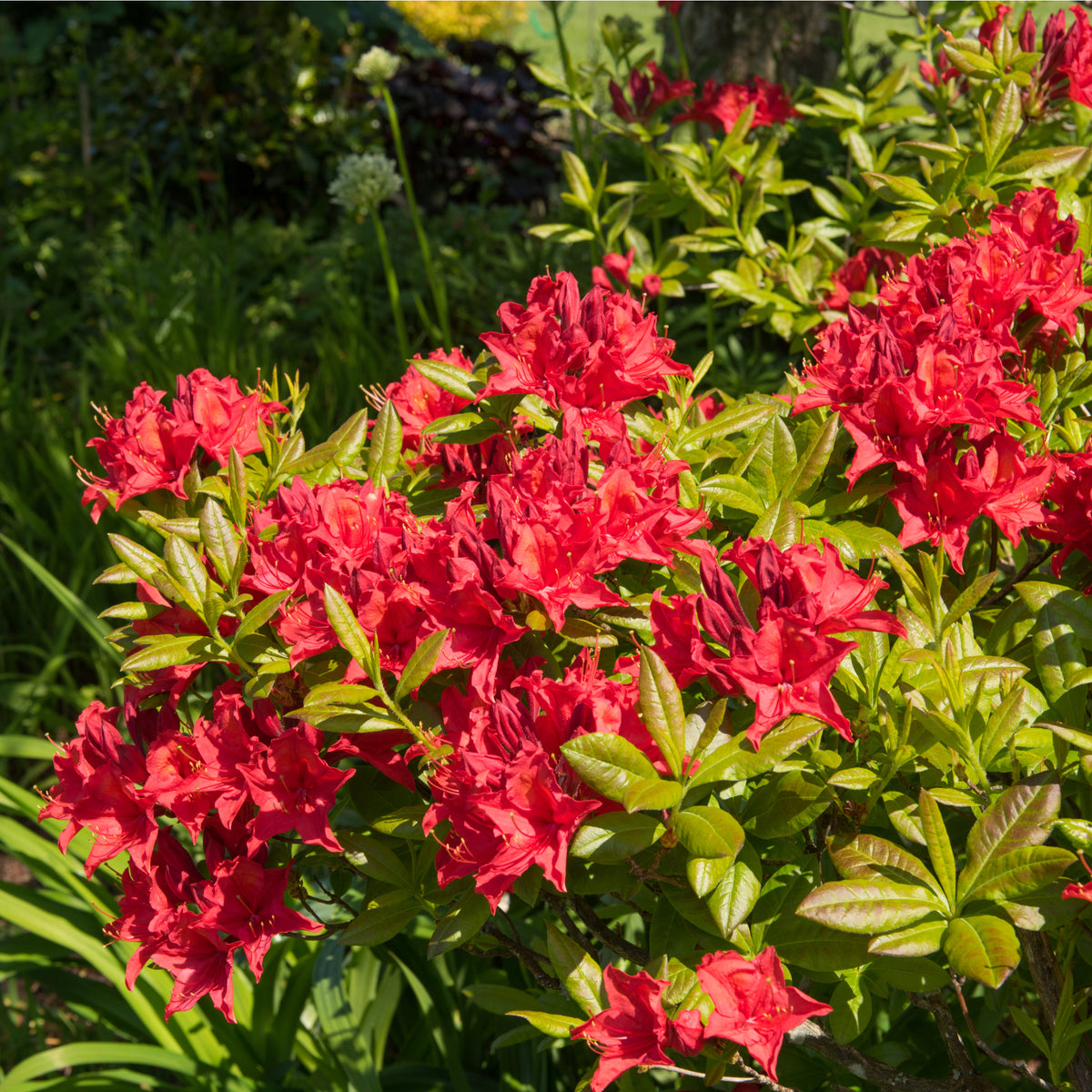 Azalea japonica &#39;Vuyk&#39;s Scarlet&#39; 2L