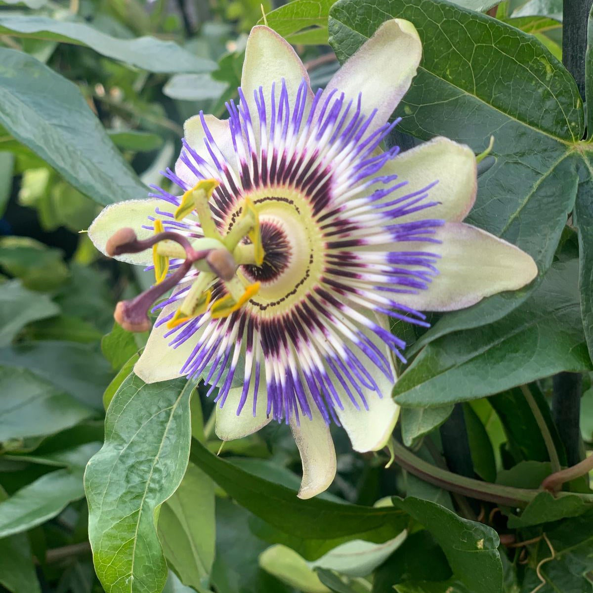 Passion flower Climber | Passiflora caerulear | 60-70cm