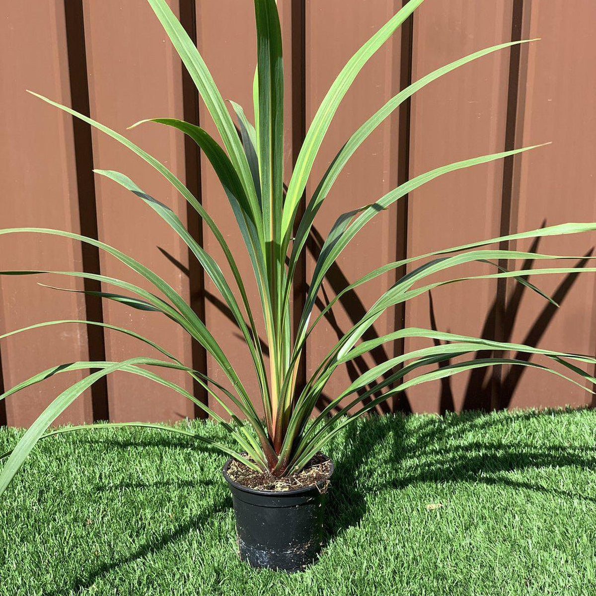 The Cordyline australis Peko - Green (available in 3 sizes) features long, slender green leaves. Displayed on artificial grass before a brown metal fence, it thrives in low maintenance settings with sunlight casting striking shadows.