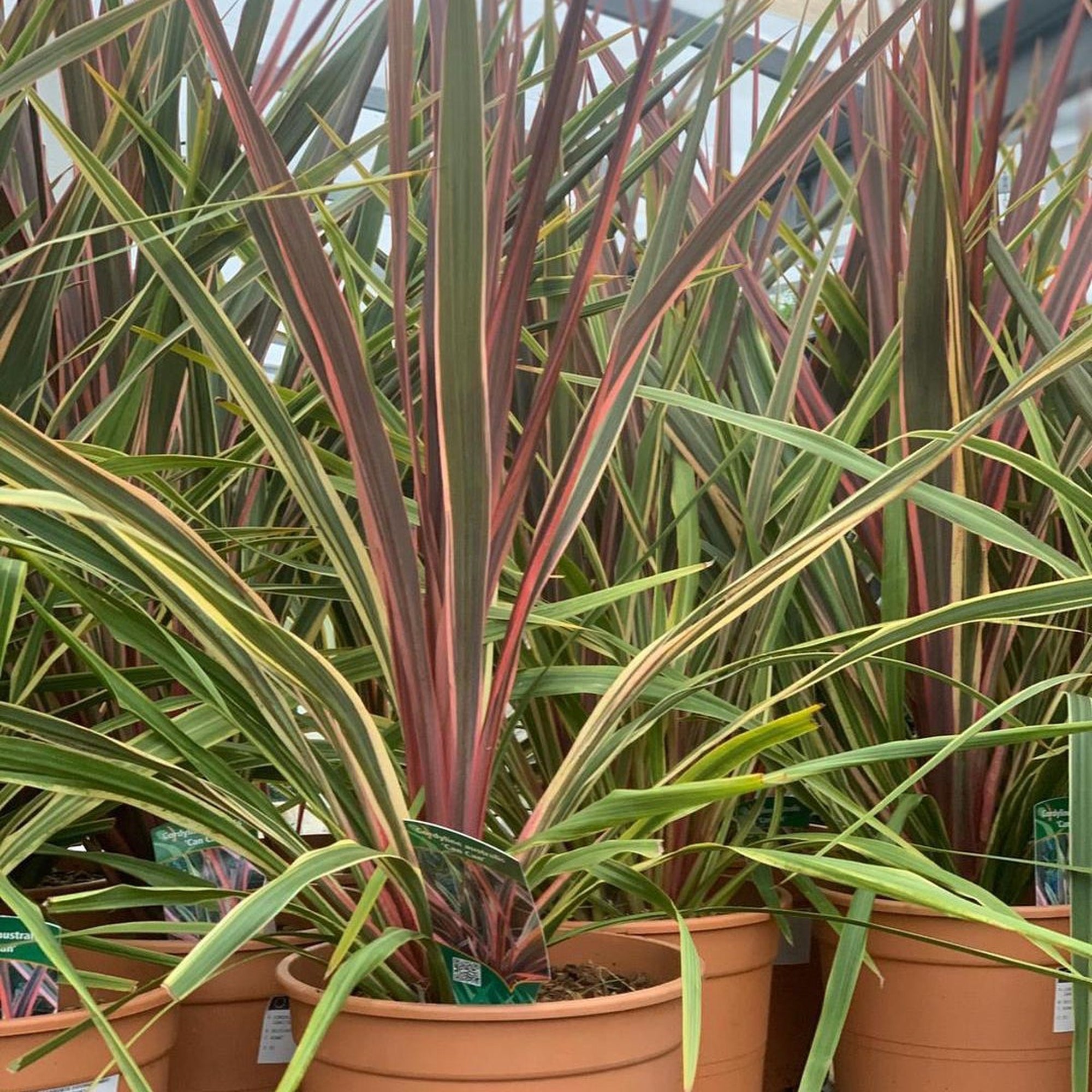 The Cordyline 'Can Can' 5L displays its vibrant long, narrow green leaves with red and yellow stripes, creating a unique foliage effect when grouped together in your greenhouse.