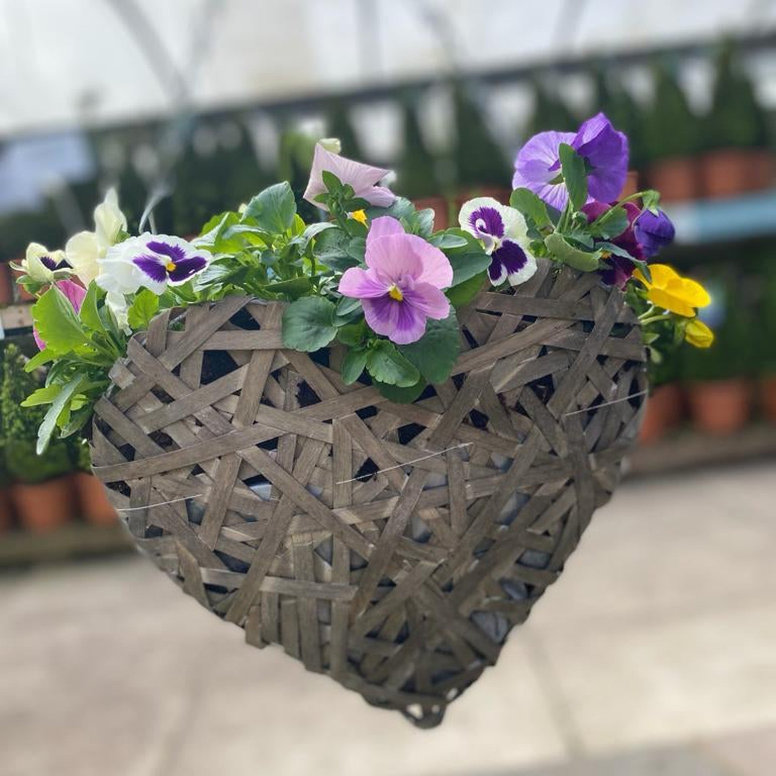 The Plant Your Own Love Heart Basket - Pansies features mixed colored pansies and green leaves in a heart-shaped basket, perfect for hanging outdoors with a backdrop of spring flowering bulbs and potted plants.