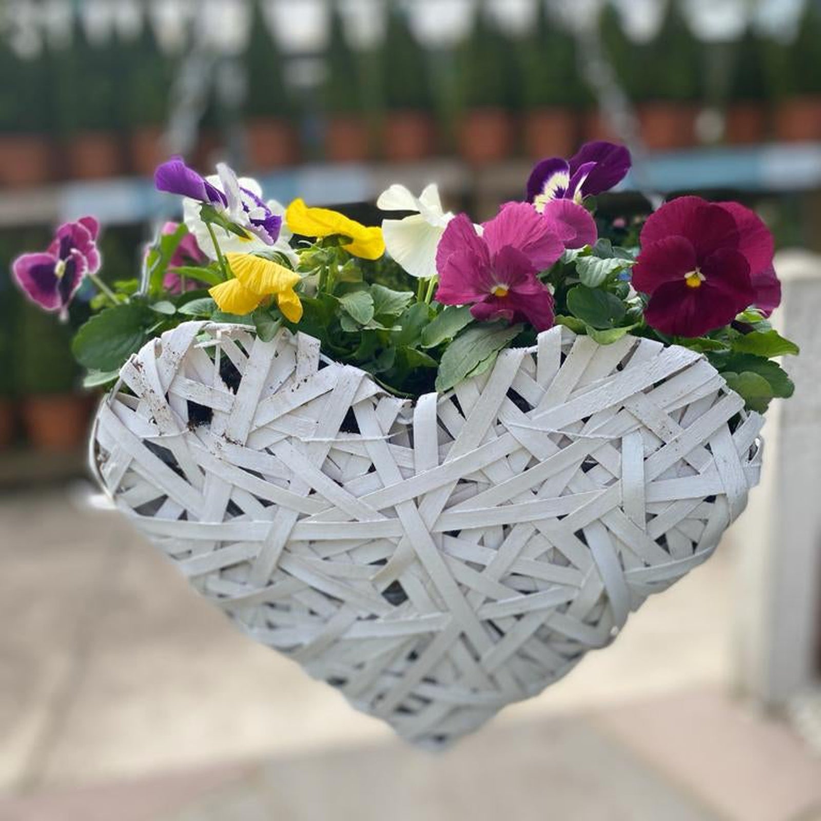 The Plant Your Own Love Heart Basket - Pansies features mixed colored pansies and green leaves in a heart-shaped basket, perfect for hanging outdoors with a backdrop of spring flowering bulbs and potted plants.