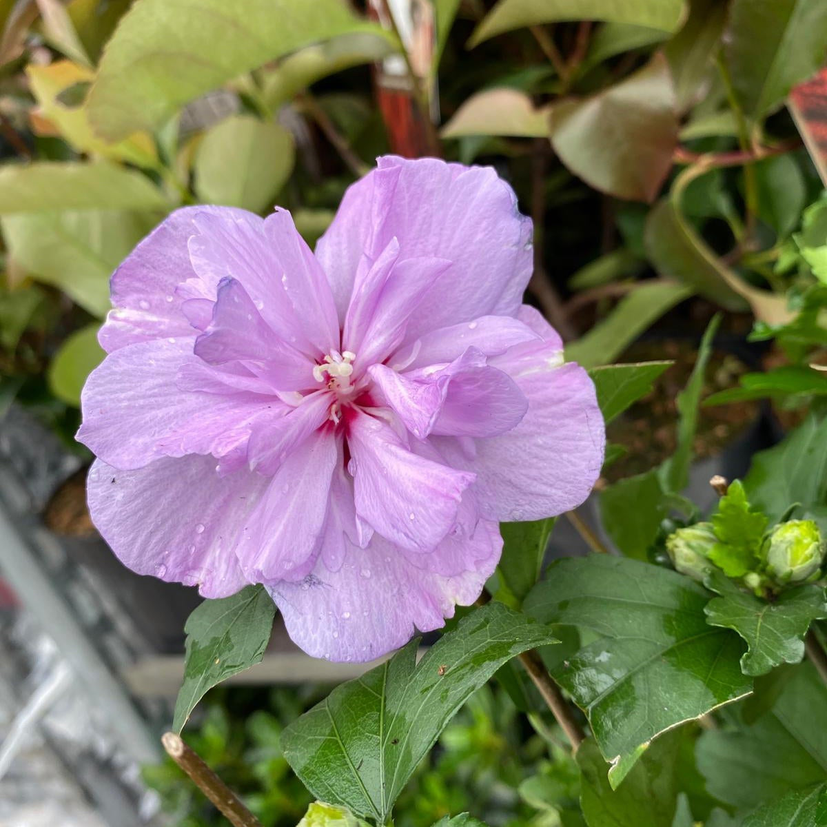 A close-up of Hibiscus Syriacus &#39;Ardens&#39; - Pink, displaying its layered double blooms in pink, surrounded by green leaves and flower buds, with dew drops glistening on the petals.