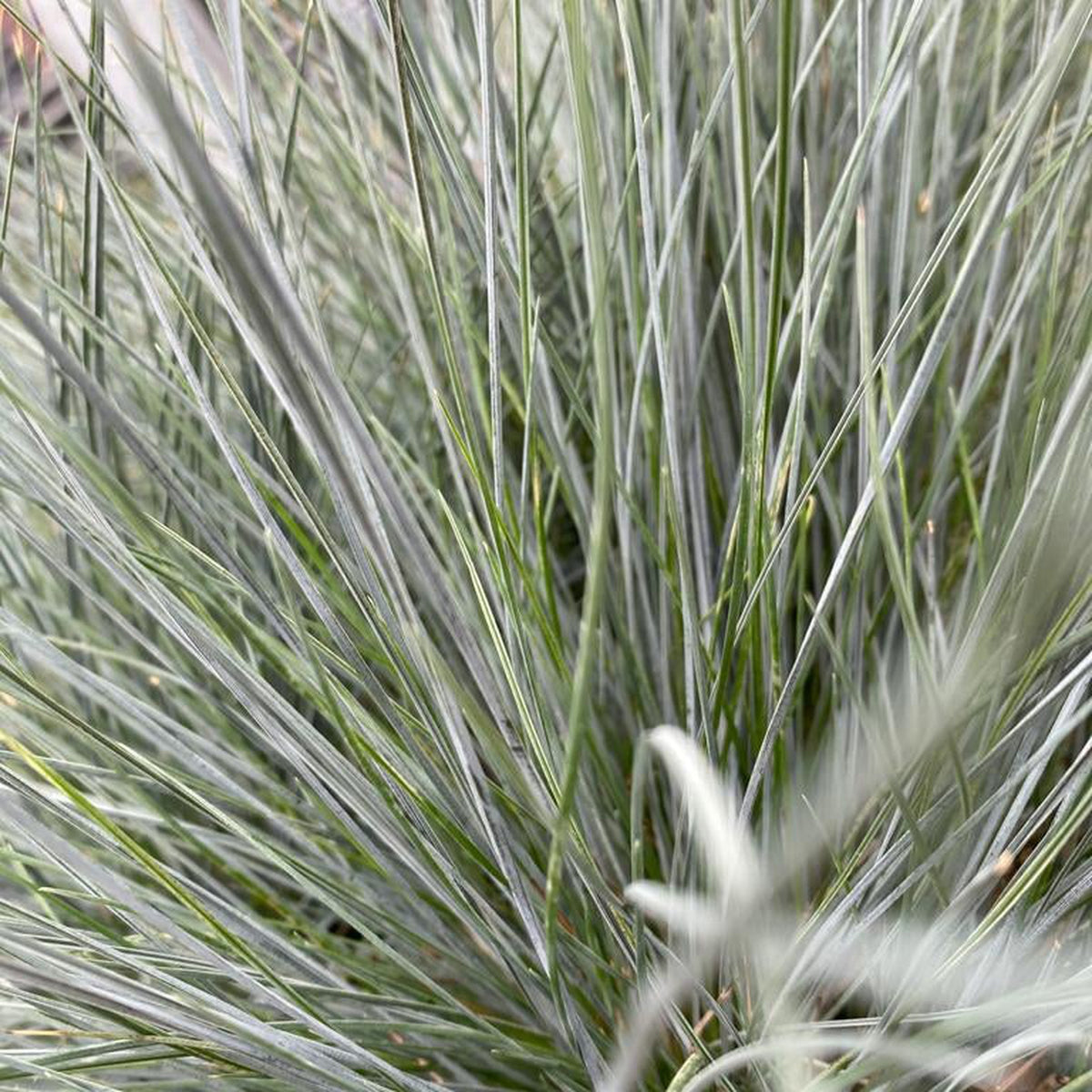 Close-up of Festuca Elijah Blue blades radiating outward, forming a dense, spiky pattern against a soft, natural background.