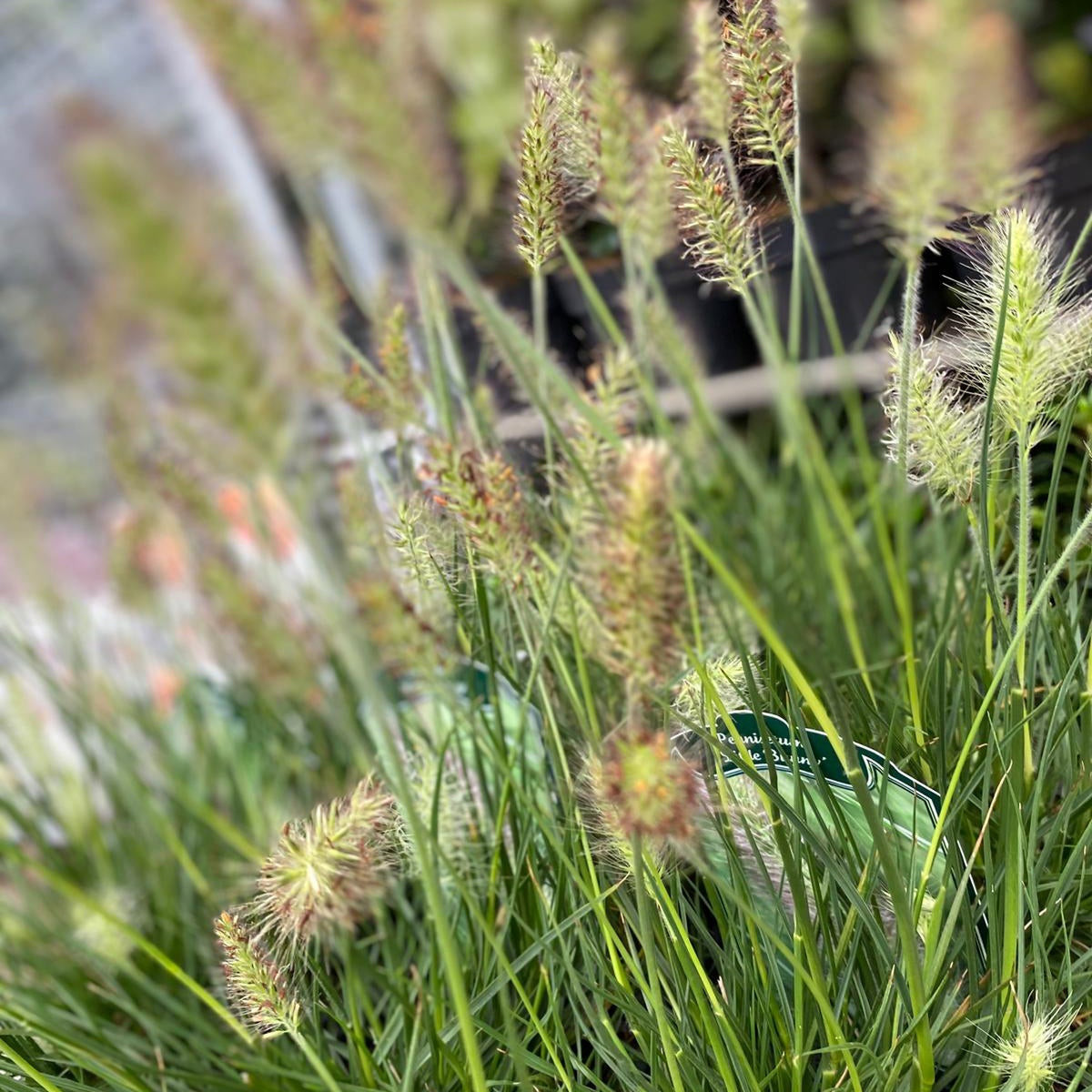Close-up of Pennisetum &#39;Little Bunny&#39; Fountain Grass with fuzzy, spike-like flower heads and slender green leaves, photographed outdoors with a blurred background—resembling dwarf fountain grass or bunny tails.