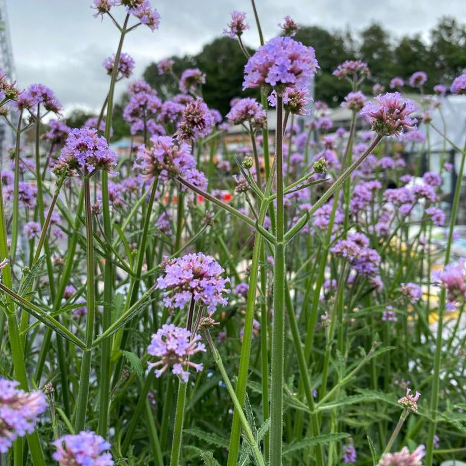Clusters of small purple Verbena 'Buenos Aires' 3L flowers top tall green stems in the garden foreground, attracting pollinators. The background features a blurred overcast sky, trees, and garden setting.