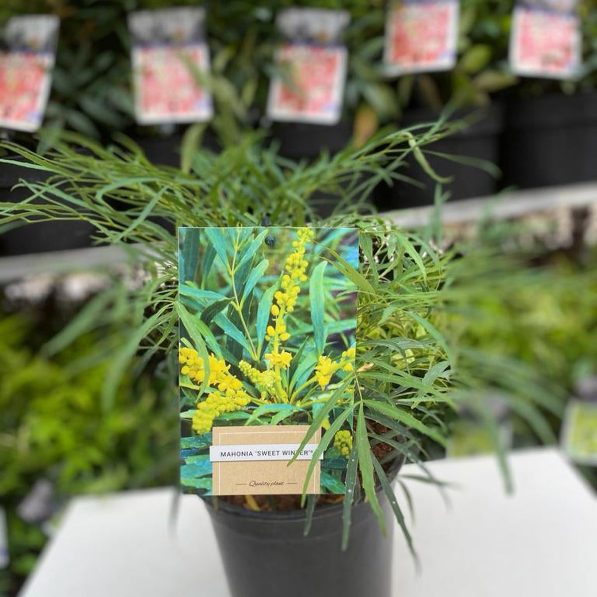 A potted evergreen shrub with feathery green leaves sits on a white surface. A label with a photo of yellow flowers reads &quot;Mahonia &#39;Sweet Winter&#39;.&quot; Other low-maintenance shrubs are blurred in the background.