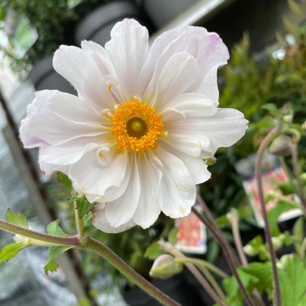 A close-up of Anemone &#39;Dainty Swan&#39; 3L, a perennial with delicate white petals and a yellow center, set against blurred green leaves and potted plants—ideal for brightening up woodland gardens.