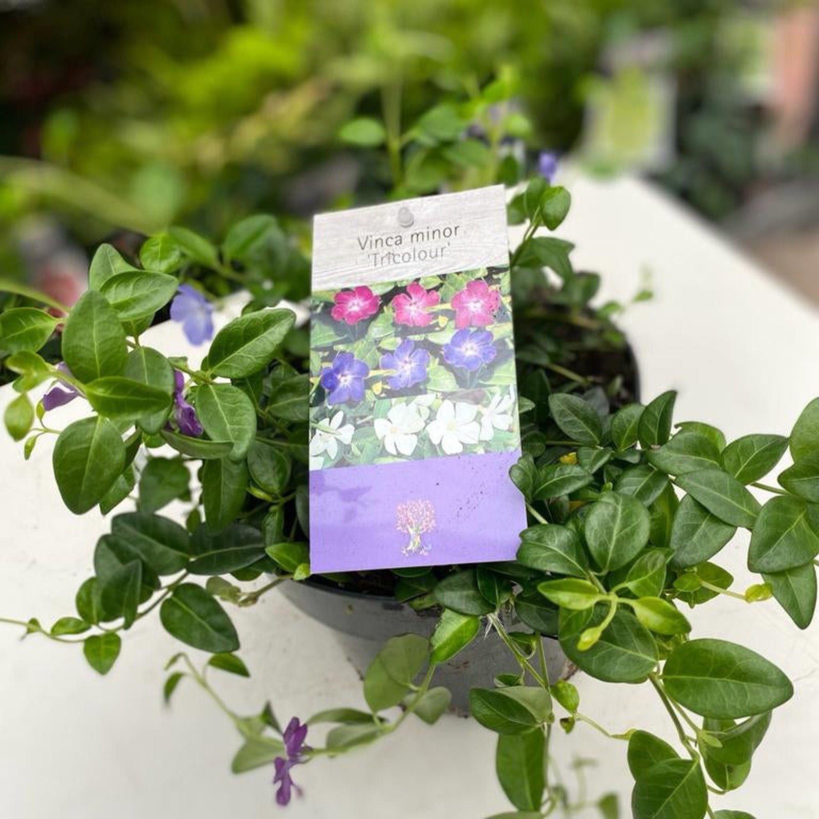 A hand holds a 2L Vinca minor Tricolour (Periwinkle) with small purple, pink, and white flowers; this evergreen ground cover is shown among similar plants at a garden center.