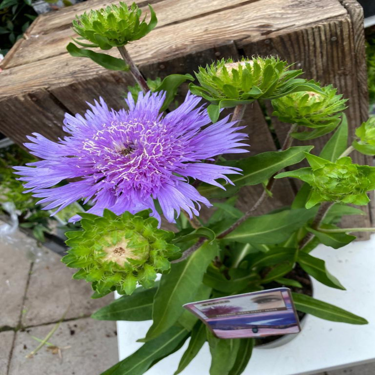 A Stokesia laevis &#39;Mel&#39;s Blue&#39; perennial in a 9cm/2L pot displays a large, spiky purple bloom with thin, feathery petals and green buds, set on a white surface beside a wooden crate.