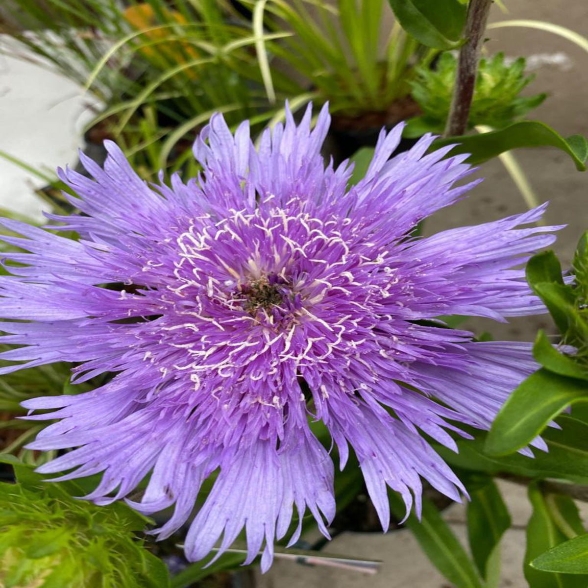 A close-up of Stokesia laevis &#39;Mel&#39;s Blue&#39; in a 9cm/2L pot, displaying vibrant purple spiky petals and a dense center—an eye-catching perennial perfect for sunny garden borders. Green leaves and blurred foliage appear in the background.
