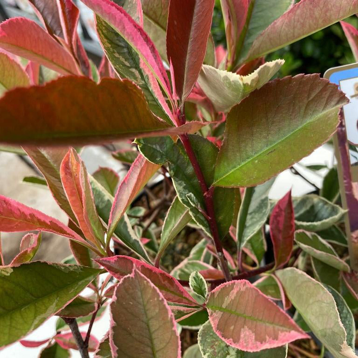 Close-up of Photinia fraseri &#39;Pink Marble&#39; 3L leaves displaying vibrant green, red, and pink shades with light pink-edged margins, all healthy and colorful in natural sunlight.