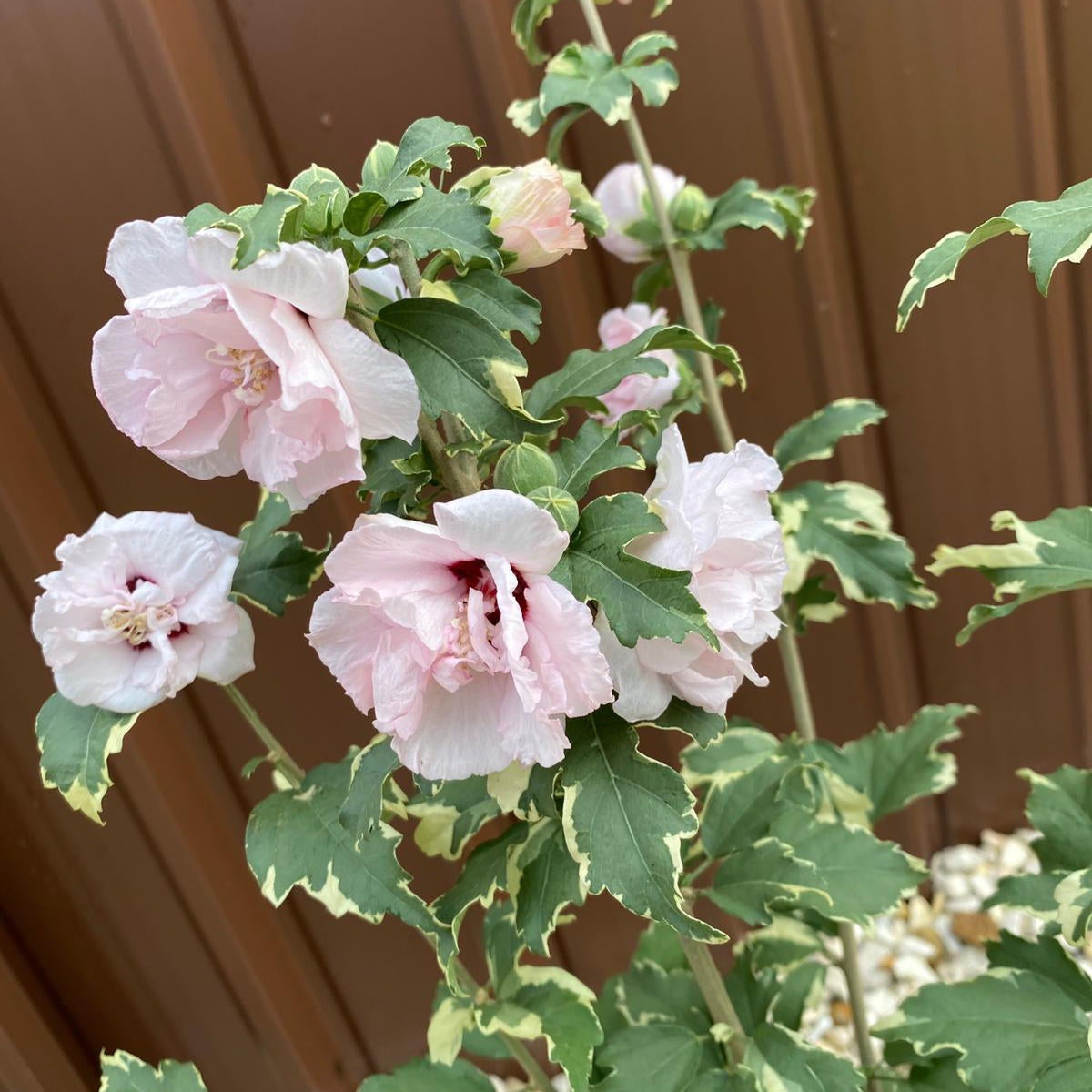 Hibiscus &#39;Sugar Tip&#39; 3L features light pink ruffled flowers and striking variegated foliage, growing as a deciduous shrub. In the image, it stands in front of a brown metal wall with small white stones at its base.