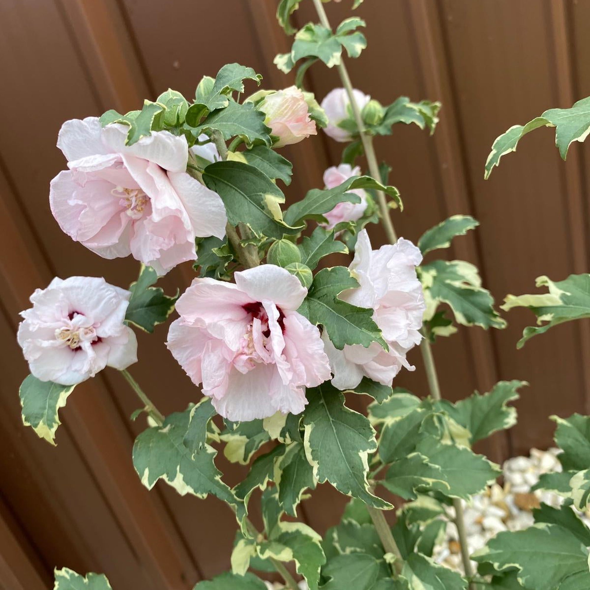 Hibiscus 'Sugar Tip' 3L