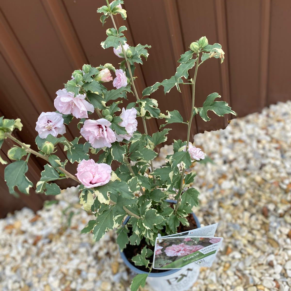 The Hibiscus &#39;Sugar Tip&#39; 3L is a deciduous shrub with double pink, hibiscus-like blooms and green leaves edged in cream, shown in a pot set on gravel by a brown metal wall. A plant tag is visible in the pot.