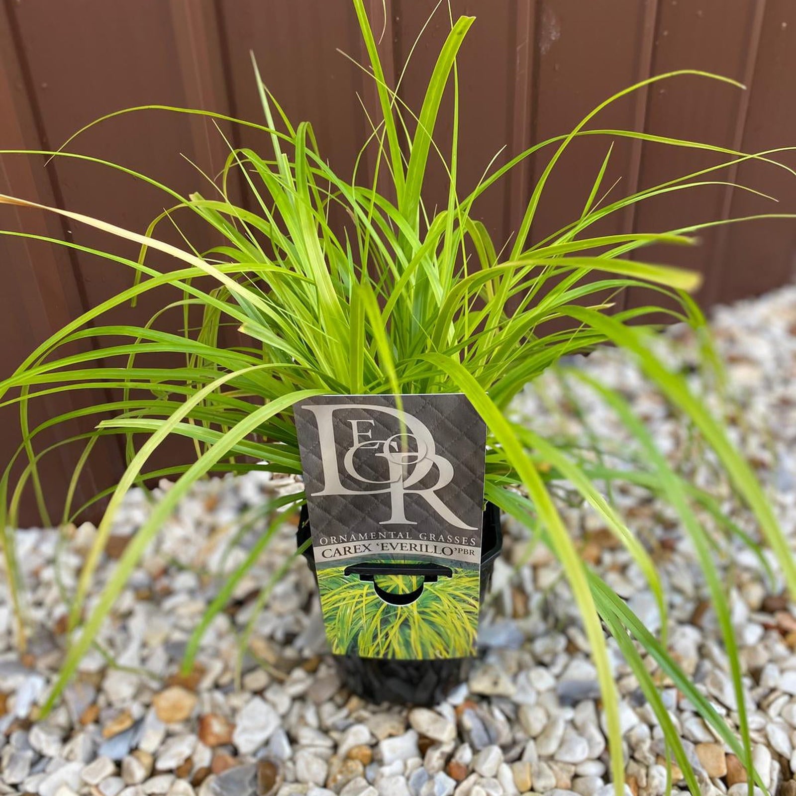 A hardy Ornamental Carex Grass ‘Everillo’ 1L / 2L with long, arching, bright green leaves sits potted atop small, light-colored rocks before a brown metal wall.
