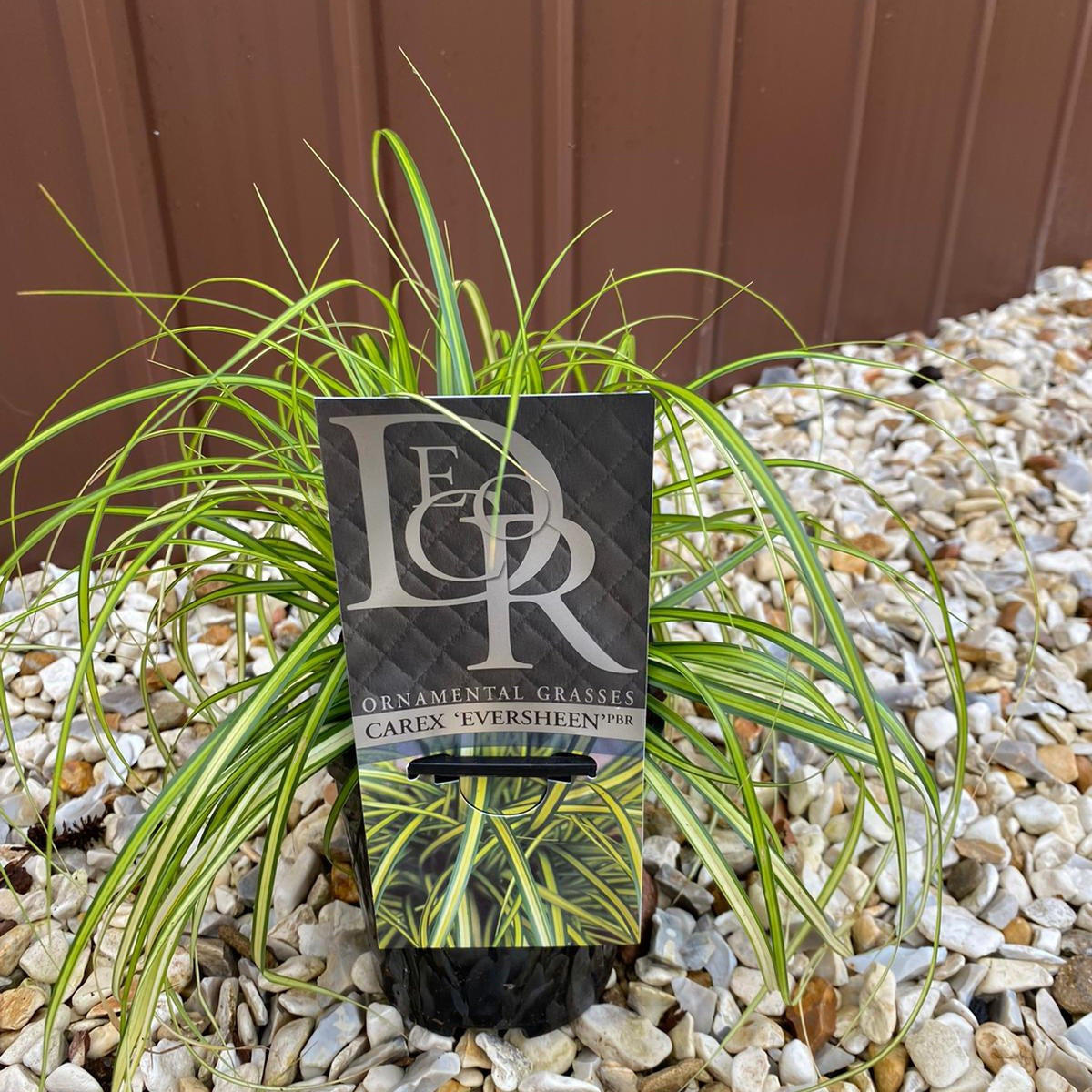 A Carex oshimensis &#39;Eversheen&#39; ornamental grass 1L with evergreen, green and yellow variegated foliage sits on light-colored pebbles in front of a brown metal wall.